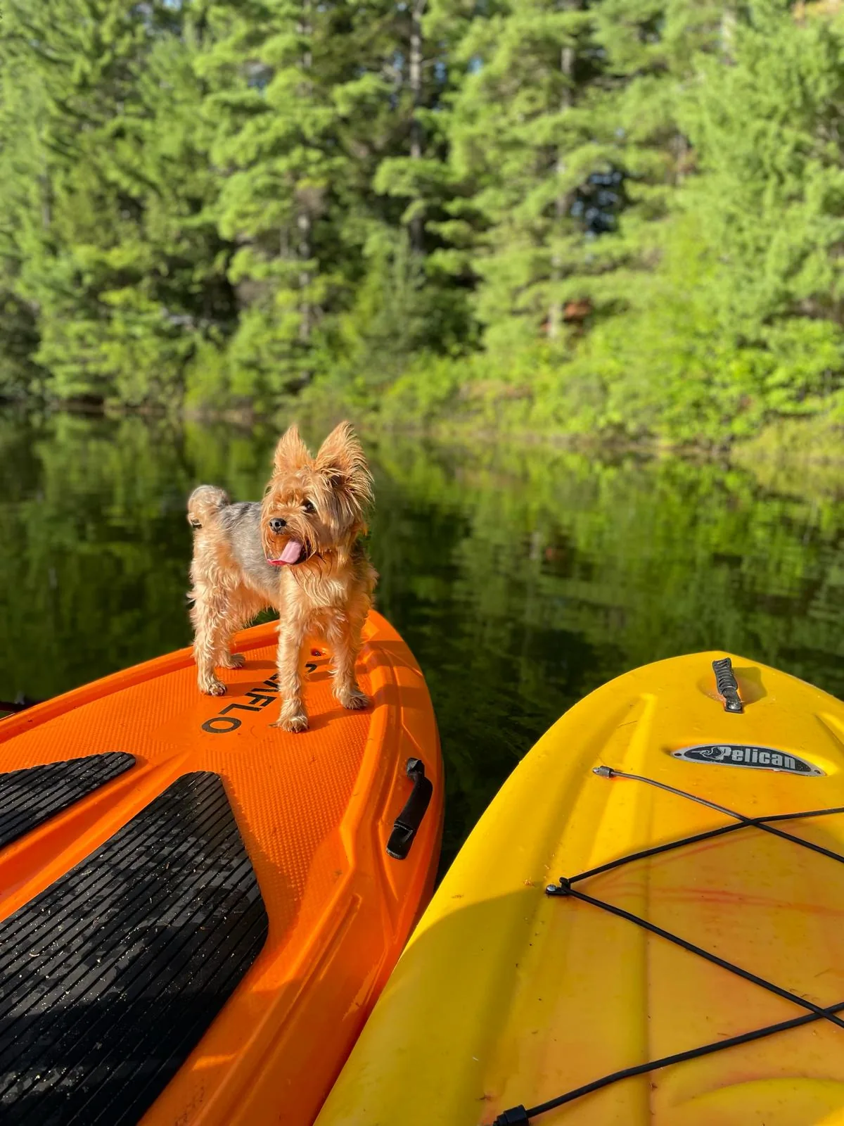 Archie, the ranch’s small terrier